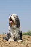 BEARDED COLLIE 195